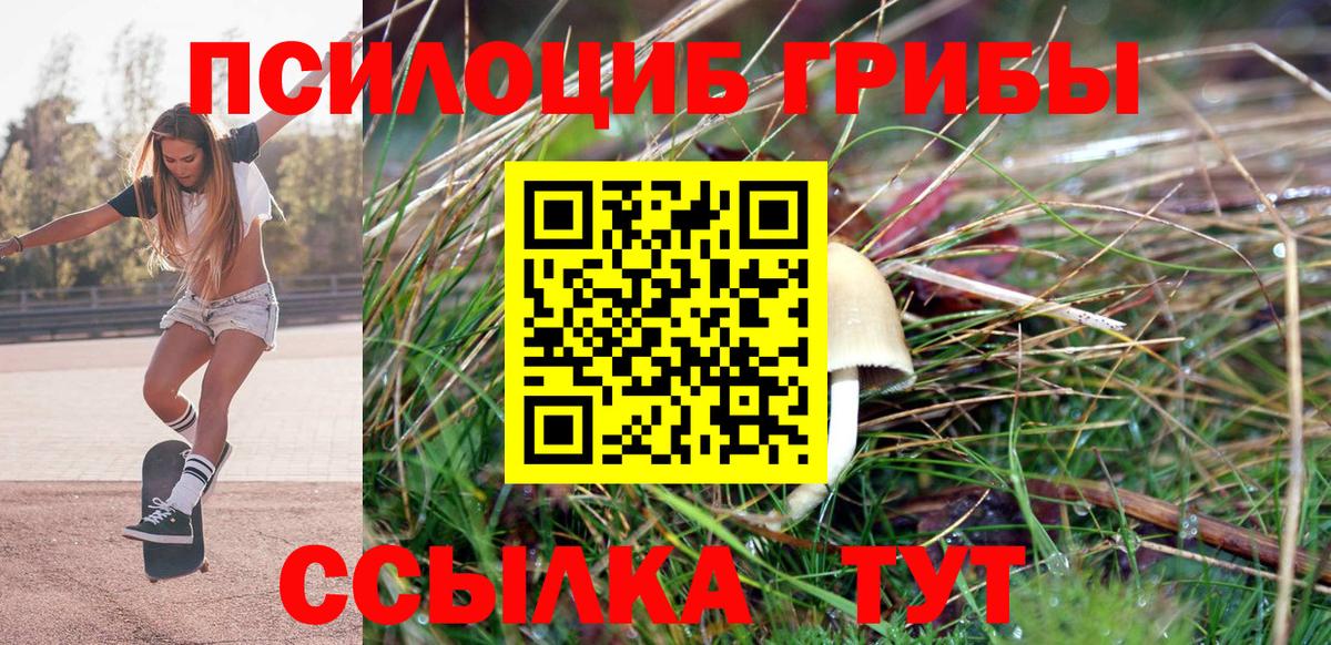 Курчатов  Псилоцибиновые грибы прущие грибы  дарнет шоп  Псилоцибиновые грибы ЛСД  Вход с VPN 
